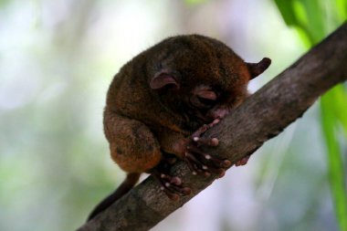 Filipinler 'deki Bohol Adası' ndaki ağaçta Tarsier Maymun Portresi (Tarsius Syrichta)