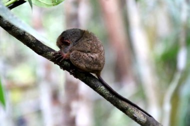 Filipinler 'deki Bohol Adası' ndaki ağaçta Tarsier Maymun Portresi (Tarsius Syrichta)