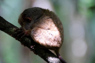 Filipinler 'deki Bohol Adası' ndaki ağaçta Tarsier Maymun Portresi (Tarsius Syrichta)