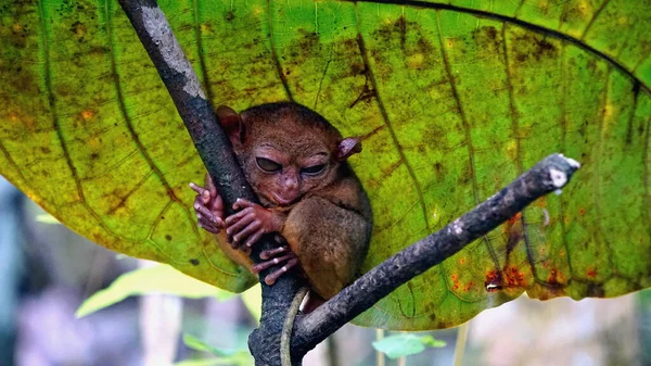 Portrait Tarsier Monkey Tarsius Syrichta Tree Bohol Island Philippines — Stock Photo, Image