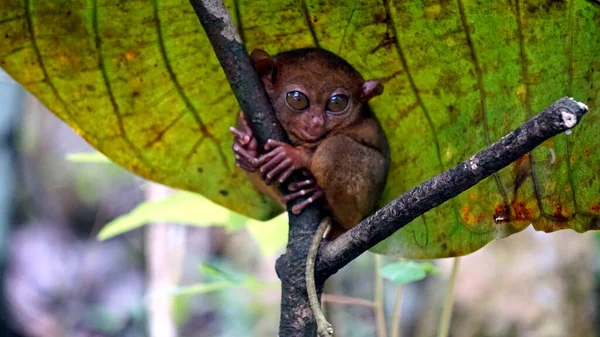Portrait Tarsier Monkey Tarsius Syrichta Tree Bohol Island Philippines — Stock Photo, Image