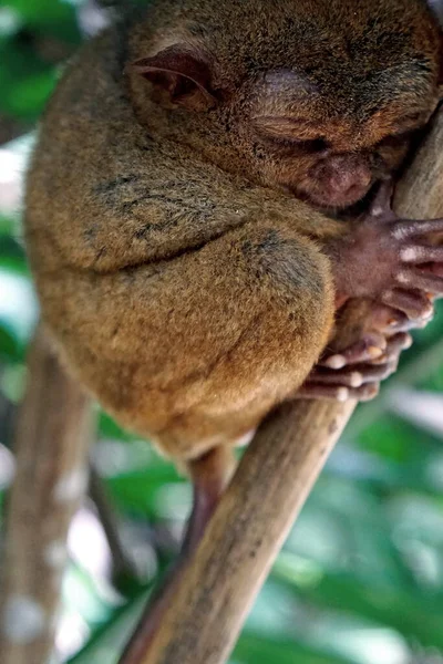 Bonito Pequeno Macaco Albino Desenho Animado Acenando Mão Royalty