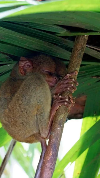 Retrato Macaco Tarsier Tarsius Syrichta Árvore Ilha Bohol Nas Filipinas — Fotografia de Stock