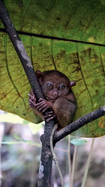 Retrato Macaco Tarsier Tarsius Syrichta Árvore Ilha Bohol Nas Filipinas — Fotografia de Stock