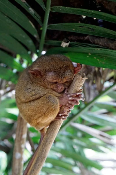 stock image Portrait of Tarsier monkey (Tarsius Syrichta) on the tree at bohol island at the Philippines