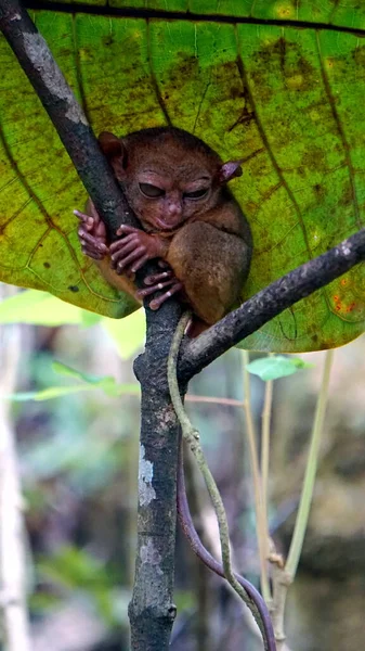フィリピンのブール島の木に描かれたタリエ猿 Tarisus Syrichta の肖像画 — ストック写真