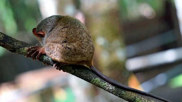 stock image Portrait of Tarsier monkey (Tarsius Syrichta) on the tree at bohol island at the Philippines