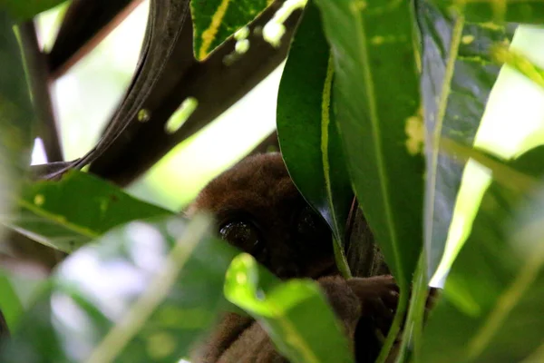 Portret Małpy Tarsier Tarsius Syrichta Drzewie Wyspie Bohol Filipinach — Zdjęcie stockowe