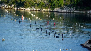 Hırvat Sibenik yakınlarındaki Krka Nehri 'nde balık çiftlikleri