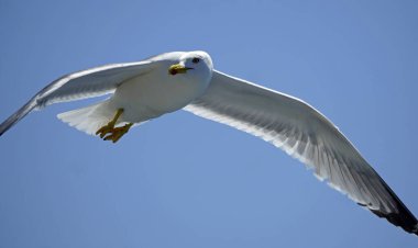 masmavi gökyüzünde uçan martı