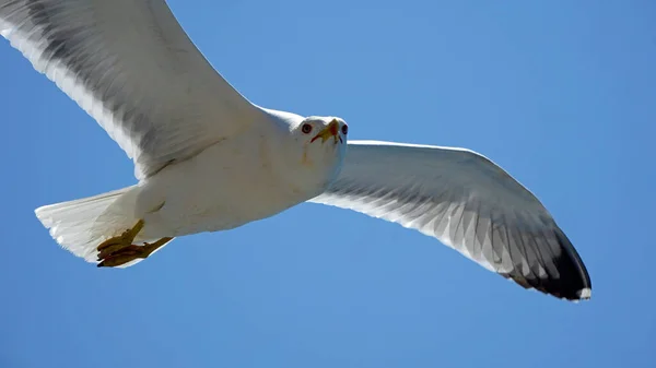 在蔚蓝的天空中飞行海鸥 — 图库照片