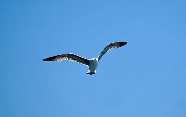 Flying Seagull Clear Blue Sky — Stock Photo, Image