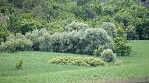 Manzaralı Yeşil Manzara Krka Hırvatça — Stok fotoğraf