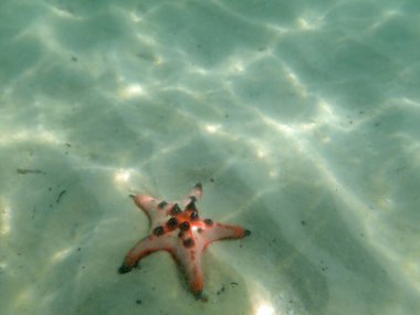 phu quoc adasındaki deniz yıldızı sahilinde.