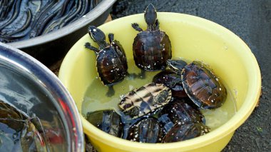Kamboçya 'daki Pnom Penh' deki yerel bir markette küçük kaplumbağalar.