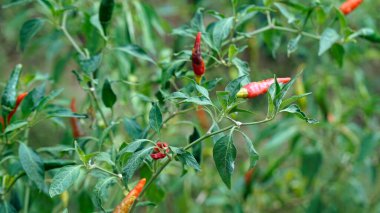 Kamboçya 'daki Kampot' tan lezzetli kırmızı biberler.