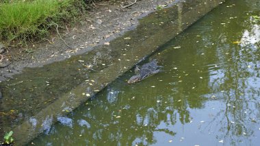 Bangkok 'taki Lumpini parkında büyük bir kertenkele.