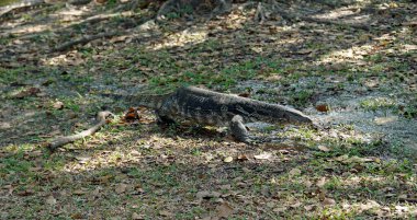 Bangkok 'taki Lumpini parkında büyük bir kertenkele.