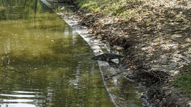 Bangkok 'taki Lumpini parkında büyük bir kertenkele.