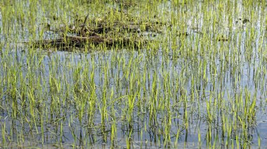 Kamboçya 'daki pirinç tarlası üzerinde panoramik manzara