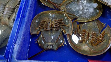 Tayland 'da Pattaya' da bir markette taze deniz ürünleri.