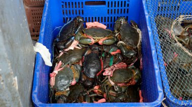 Fnom Penh 'deki balık pazarında taze deniz ürünleri.