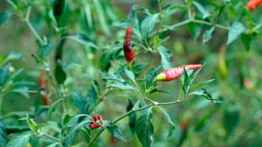 Kamboçya 'daki Kampot' tan lezzetli kırmızı biberler.
