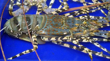 Tayland 'da Pattaya' da bir markette taze deniz ürünleri.