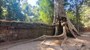 Angkor Wat 'taki Ta Prohm Tapınağı büyük kökleri olan