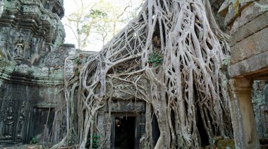 Angkor Wat 'taki Ta Prohm Tapınağı büyük kökleri olan