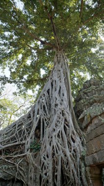 Kamboçya 'daki Angkor tapınağı.