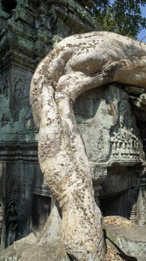 Angkor Wat 'taki Ta Prohm Tapınağı büyük kökleri olan