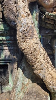 Angkor Wat 'taki Ta Prohm Tapınağı büyük kökleri olan