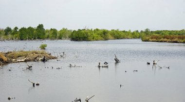 Kamboçya 'da Kamboçya yakınlarında doğal hindistan cevizi plajı.