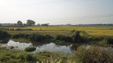 Siem 'deki pirinç tarlası Kamboçya' da hasat ediliyor.