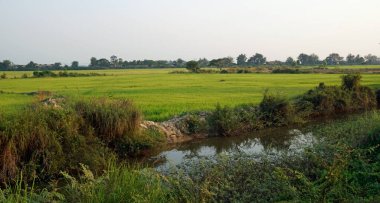 Siem 'deki pirinç tarlası Kamboçya' da hasat ediliyor.