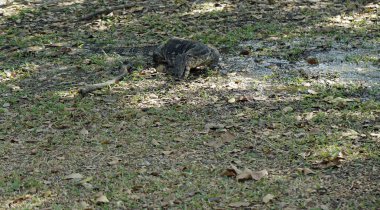 Bangkok 'taki Lumpini parkında büyük bir kertenkele.