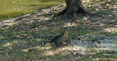 Bangkok 'taki Lumpini parkında büyük bir kertenkele.