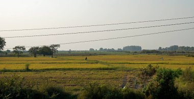 Siem 'deki pirinç tarlası Kamboçya' da hasat ediliyor.