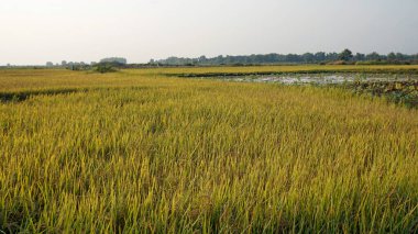Siem 'deki pirinç tarlası Kamboçya' da hasat ediliyor.