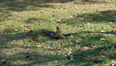 Bangkok 'taki Lumpini parkında büyük bir kertenkele.
