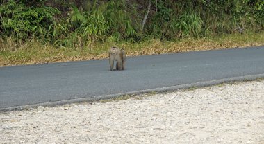 Kamboçya kasabasında yaşayan vahşi maymunlar