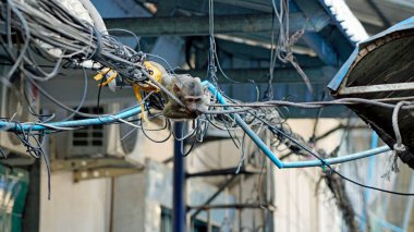 Kamboçya 'da yaşayan vahşi maymunlar.