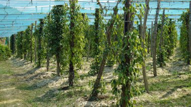 Kamboçya 'da biber bitkisi, Kampot yakınlarında, Wolrd' un ünlü Kampot biberinin evi.