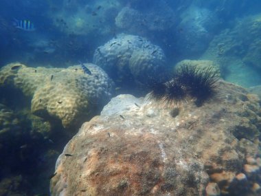 Koh Samet adasında egzotik balıklı mercan resifi