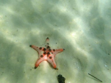 phu quoc adasındaki deniz yıldızı sahilinde.