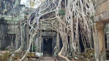 Angkor Wat 'taki Ta Prohm Tapınağı büyük kökleri olan
