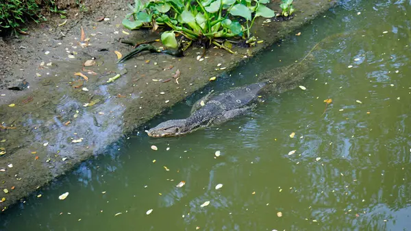 stock image huge lizard in the lumpini park in bangkok