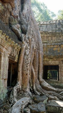 Angkor Wat 'taki Ta Prohm Tapınağı büyük kökleri olan