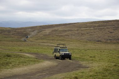 Tanzanya 'daki Serengeti parkında safari kamyonu.